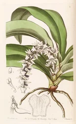 Diaphananthe pellucida